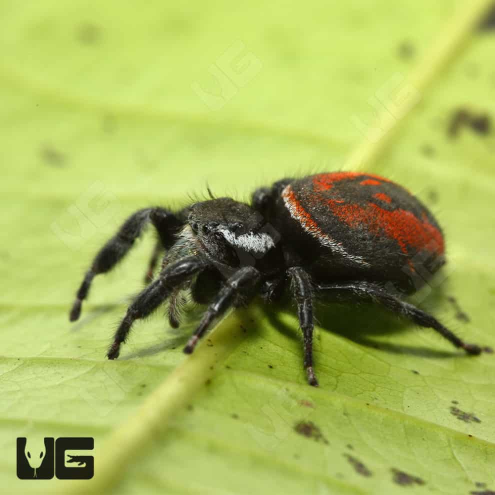 Desert Red Jumping Spider (Phidippus ardens) For Sale Underground