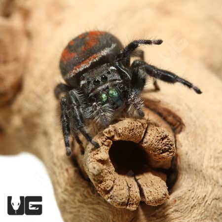Desert Red Jumping Spider (Phidippus ardens) For Sale - Underground Reptiles