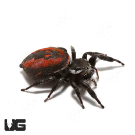 Desert Red Jumping Spider (Phidippus ardens) For Sale - Underground Reptiles
