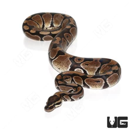 Adult Female Double Het VPI & Pied Ball Python (Python regius) For Sale - Underground Reptiles
