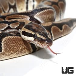 Adult Female Double Het VPI & Pied Ball Python (Python regius) For Sale - Underground Reptiles
