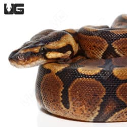 Baby Female Red stripe 66% Double Het Pied Clown Ball Python (#13) (Python regius) For Sale - Underground Reptiles