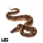 Baby Female Red stripe 66% Double Het Pied Clown Ball Python (#13) (Python regius) For Sale - Underground Reptiles
