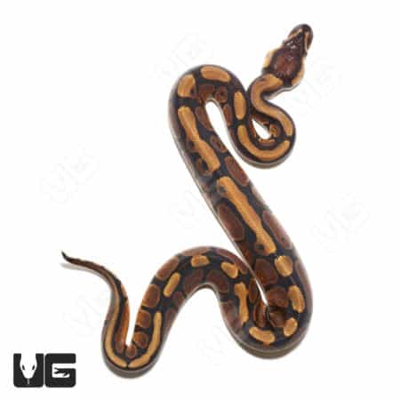 Baby Female Red stripe 66% Double Het Pied Clown Ball Python (#13) (Python regius) For Sale - Underground Reptiles
