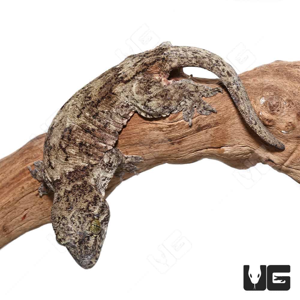 Halmahera Geckos (Gehyra marginata) For Sale - Underground Reptiles