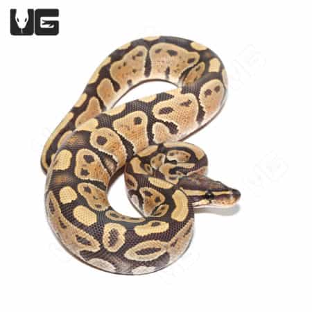 Baby Male Hypo Yellowbelly Het Pied Ball Python (Python regius) For Sale - Underground Reptiles