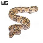 Baby Male Hypo Yellowbelly Het Pied Ball Python (Python regius) For Sale - Underground Reptiles