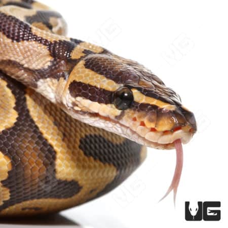 Baby Male Hypo Yellowbelly Orange Dream Het Pied Ball Python (Python regius) For Sale - Underground Reptiles