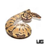 Baby Male Hypo Yellowbelly Orange Dream Het Pied Ball Python (Python regius) For Sale - Underground Reptiles