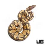 Baby Male Hypo Yellowbelly Orange Dream Het Pied Ball Python (Python regius) For Sale - Underground Reptiles