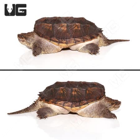 Common Snapping Turtles (Chelydra serpentina) For Sale - Underground ...