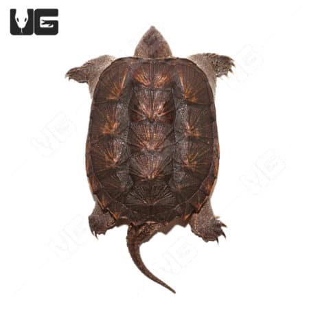 Common Snapping Turtles (Chelydra serpentina) For Sale - Underground ...