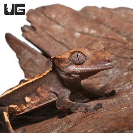 Juvenile Pinstripe Crested Gecko (Correlophus ciliatus) For Sale - Underground Reptiles