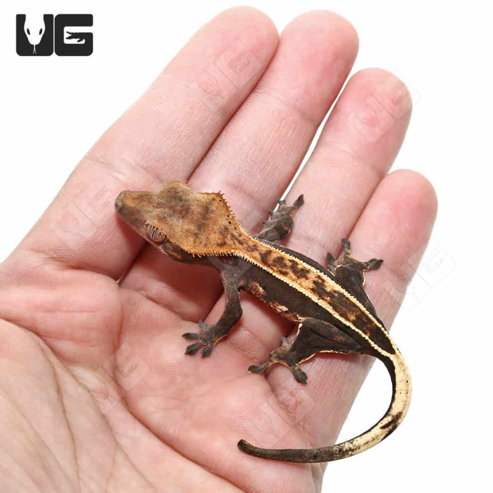 Partial Pinstripe Crested Geckos For Sale Underground Reptiles