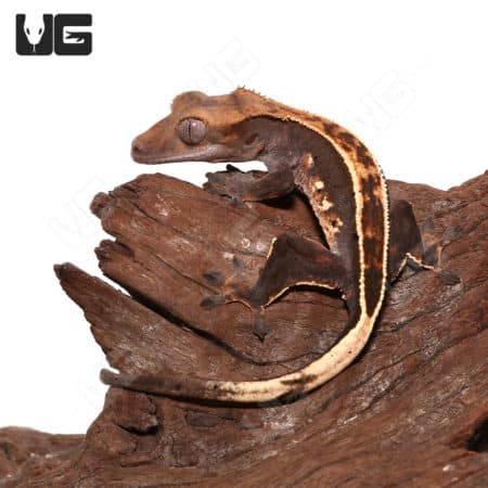 Juvenile Pinstripe Crested Gecko (Correlophus ciliatus) For Sale - Underground Reptiles