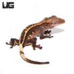 Juvenile Pinstripe Crested Gecko (Correlophus ciliatus) For Sale - Underground Reptiles