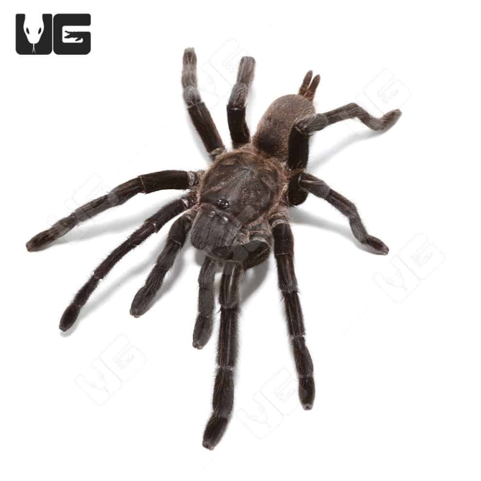 Kaeng Krachan Dark Earth Tiger Tarantula (Chilobrachys sp. “kaeng