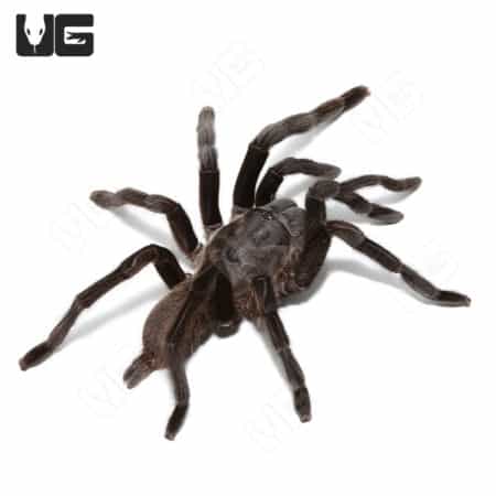 Kaeng Krachan Dark Earth Tiger Tarantula (chilobrachys huahini) For Sale - Underground Reptiles