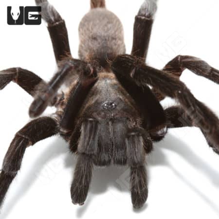 Kaeng Krachan Dark Earth Tiger Tarantula (chilobrachys huahini) For Sale - Underground Reptiles