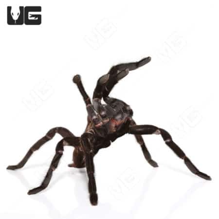Kaeng Krachan Dark Earth Tiger Tarantula (chilobrachys huahini) For Sale - Underground Reptiles