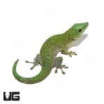 Koch's Giant Day Gecko (Phelsuma grandis) For Sale - Underground Reptiles