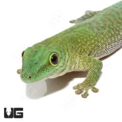 Koch's Giant Day Gecko (Phelsuma grandis) For Sale - Underground Reptiles