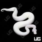 Baby Baby Male Lesser Banana Pied Poss (YB, OD, Enchi, Leopard) Ball Python (#3) For Sale - Underground Reptiles