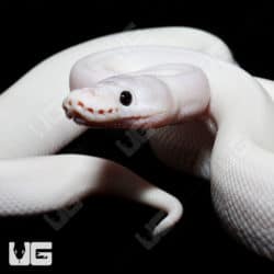 Baby Baby Male Lesser Banana Pied Poss (YB, OD, Enchi, Leopard) Ball Python (#3) For Sale - Underground Reptiles
