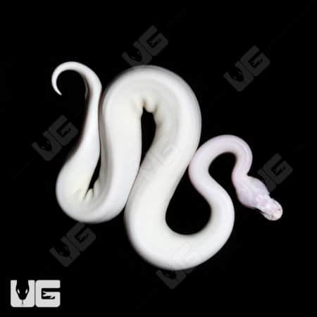 Baby Baby Male Lesser Banana Pied Poss (YB, OD, Enchi, Leopard) Ball Python (#3) For Sale - Underground Reptiles