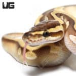 Baby Female Lesser Yellowbelly Ball Python (#53) (#54)