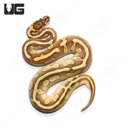 Baby Female Lesser Yellowbelly Ball Python (#53) (#54)
