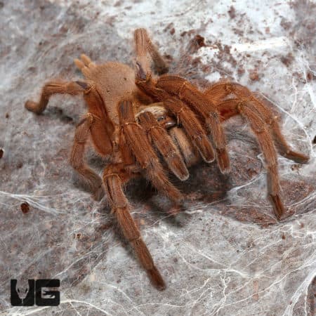 Asian Fawn Tarantula (Chilobrachys Huahini) For Sale - Underground Reptiles