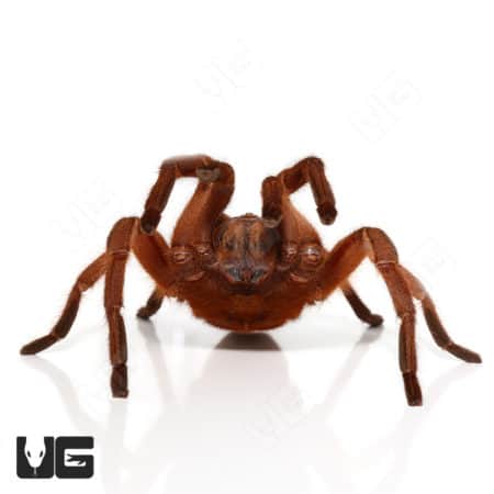Asian Fawn Tarantula (Chilobrachys Huahini) For Sale - Underground Reptiles