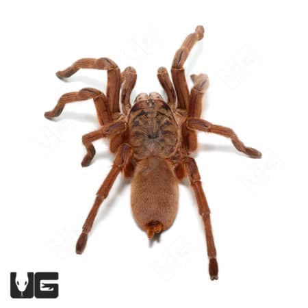 Asian Fawn Tarantula (Chilobrachys Huahini) For Sale - Underground Reptiles