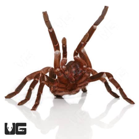 Cameroon Tawny Red Baboon (Hysterocrates sp "Cameroon") For Sale - Underground Reptiles