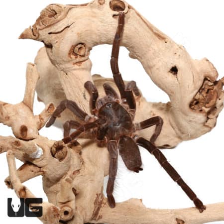 Cameroon Tawny Red Baboon (Hysterocrates sp "Cameroon") For Sale - Underground Reptiles