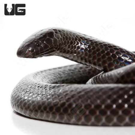 Natal Black House Snake (Macrelaps microlepidotus) For Sale - Underground Reptiles