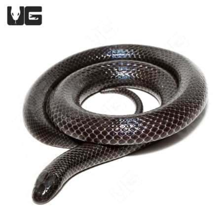 Black House Snake, Natal morph, in a coiled position showcasing its glossy, dark scales.