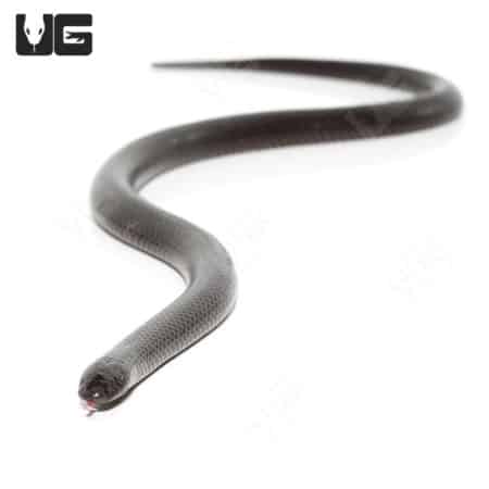 Natal Black House Snake, a slender black snake native to South Africa.