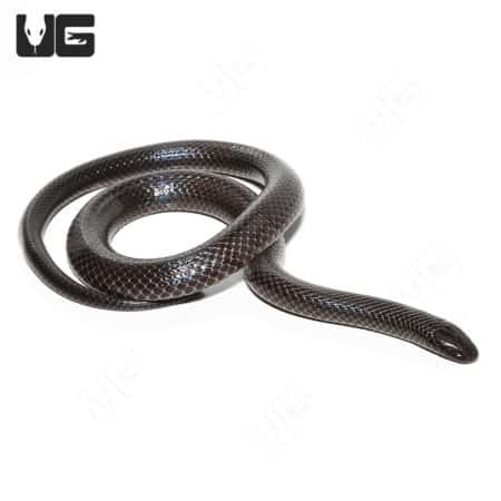Natal Black House Snake (Macrelaps microlepidotus) For Sale - Underground Reptiles