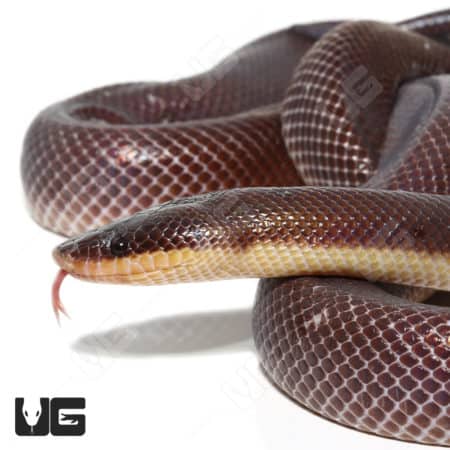New World Pythons (Loxocemus bicolor) For Sale - Underground Reptiles
