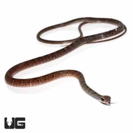 Olive Forest Racer (Dendrophidion Dendrophis) For Sale - Underground Reptiles