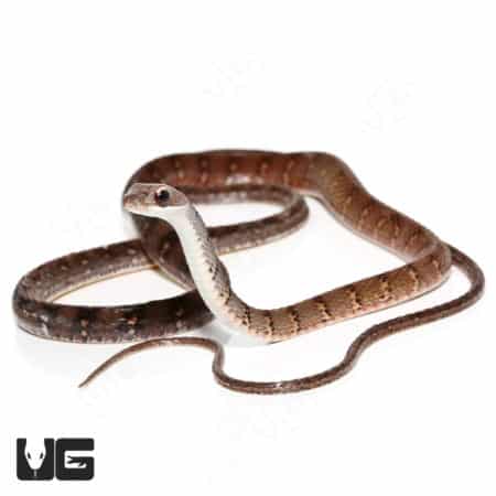 Olive Forest Racer (Dendrophidion Dendrophis) For Sale - Underground Reptiles