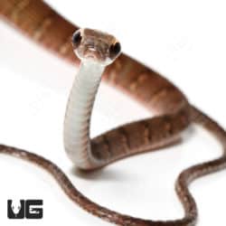 Olive Forest Racer (Dendrophidion Dendrophis) For Sale - Underground Reptiles