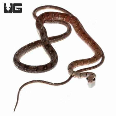Olive Forest Racer (Dendrophidion Dendrophis) For Sale - Underground Reptiles