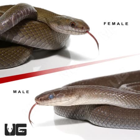 African Olive House Snake Pair (Lycodonomorphus inornatus)
