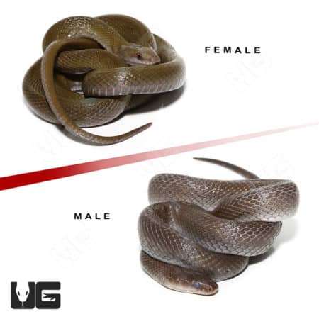 African Olive House Snake Pair (Lycodonomorphus inornatus)