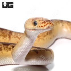 Orange Dream Pinstripe Fire Ball Python (Python regius) For Sale - Underground Reptiles