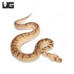 Orange Dream Pinstripe Fire Ball Python (Python regius) For Sale - Underground Reptiles