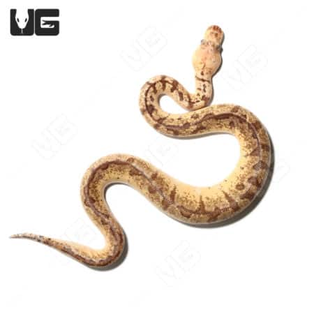 Orange Dream Pinstripe Fire Ball Python (Python regius) For Sale - Underground Reptiles